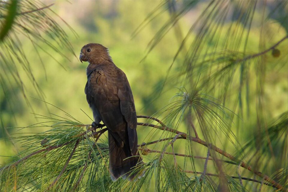 Seychelles Black Parrot
