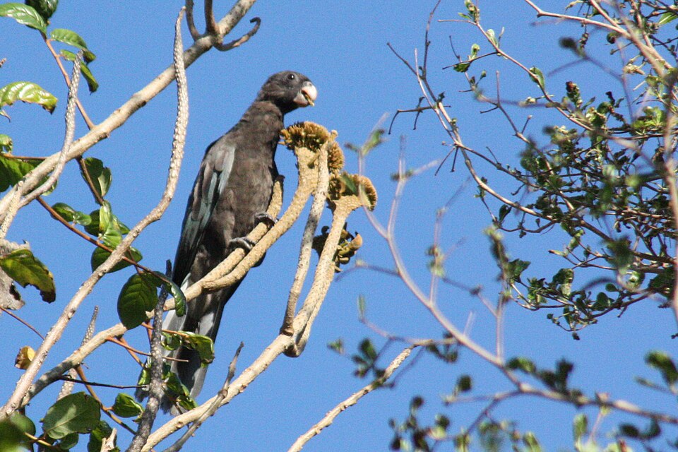 Black parrot