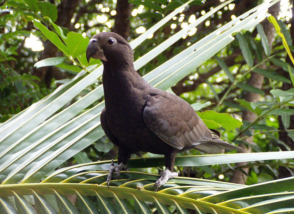 greater vasa-parrot