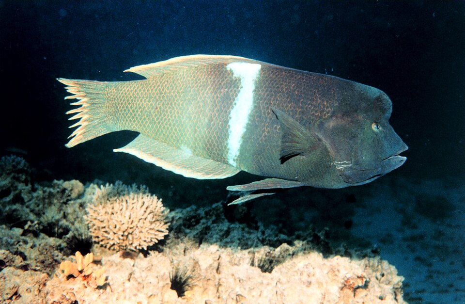 Clown coris, Clown wrasse