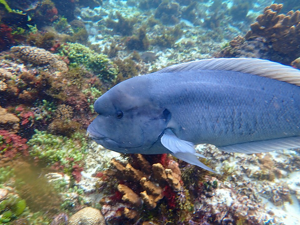 Double-header Wrasse