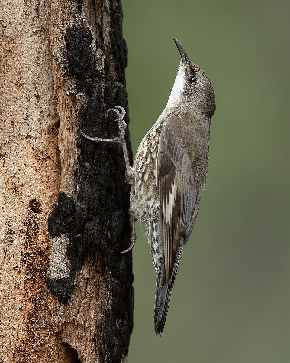 White-throated Treecreeper