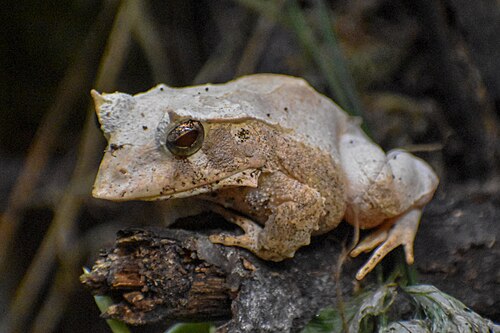 Guenther's Triangle Frog
