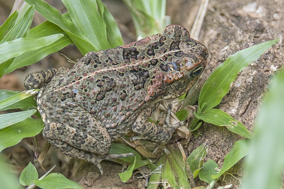 Palau Frog