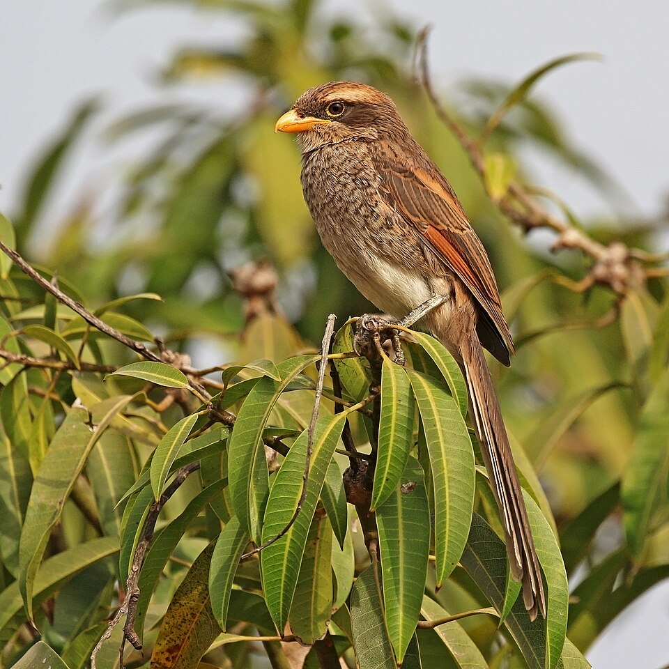 Yellow-billed Shrike