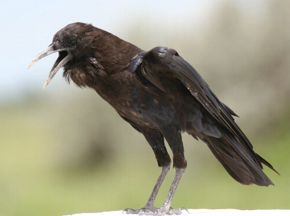 Cape Crow