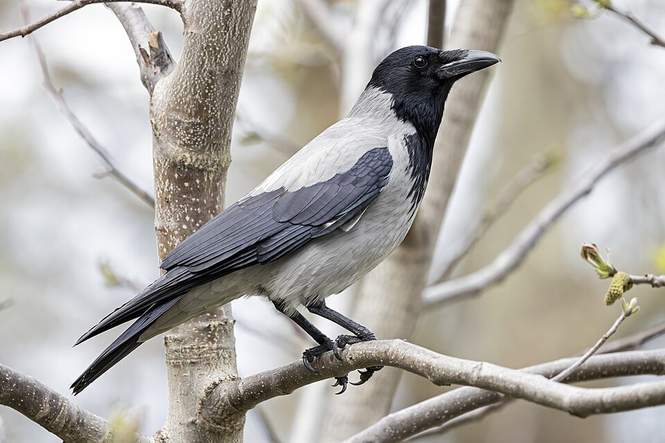 Hooded Crow