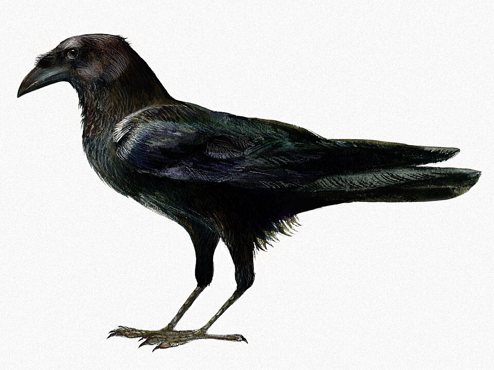 Somali Crow