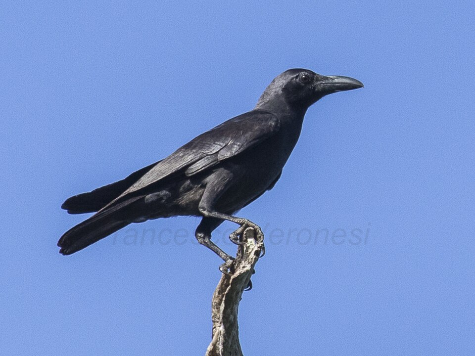 Slender-billed Crow