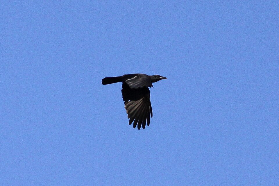 Jamaican Crow