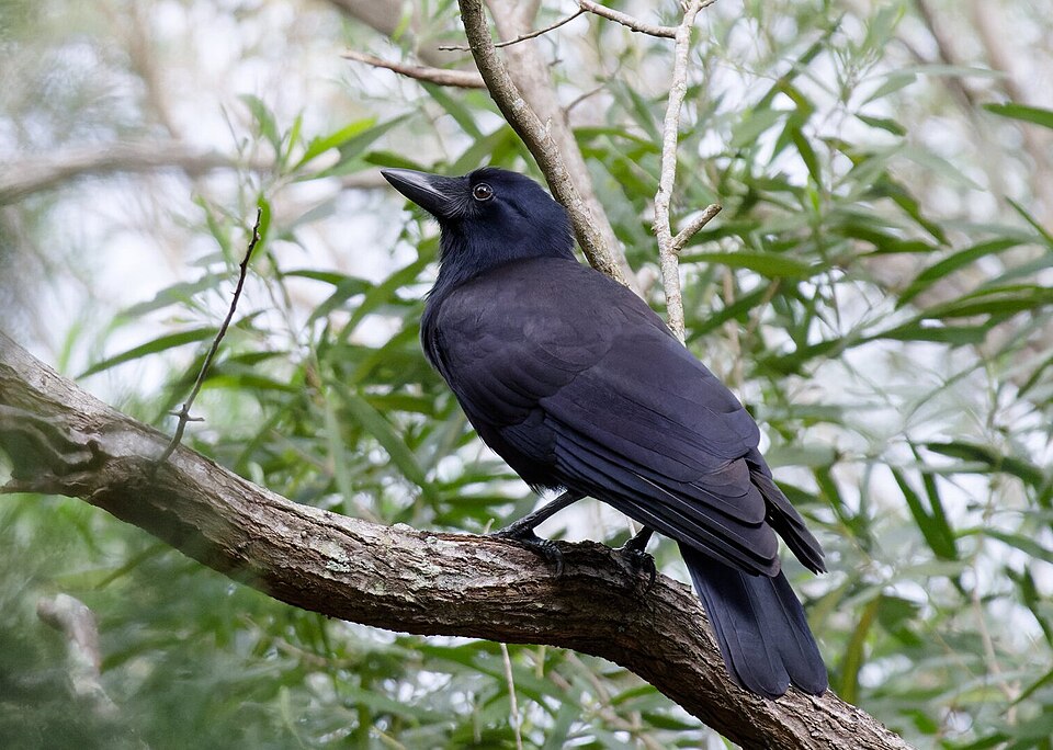 New Caledonian Crow