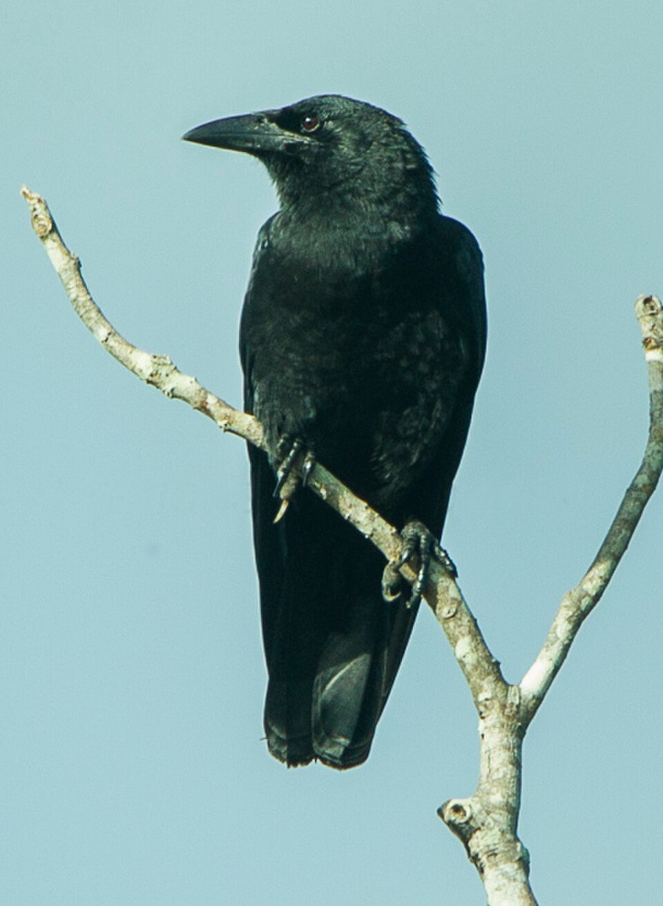 Cuban Crow