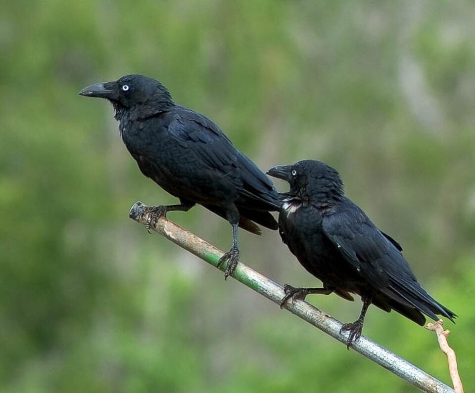 Torresian Crow
