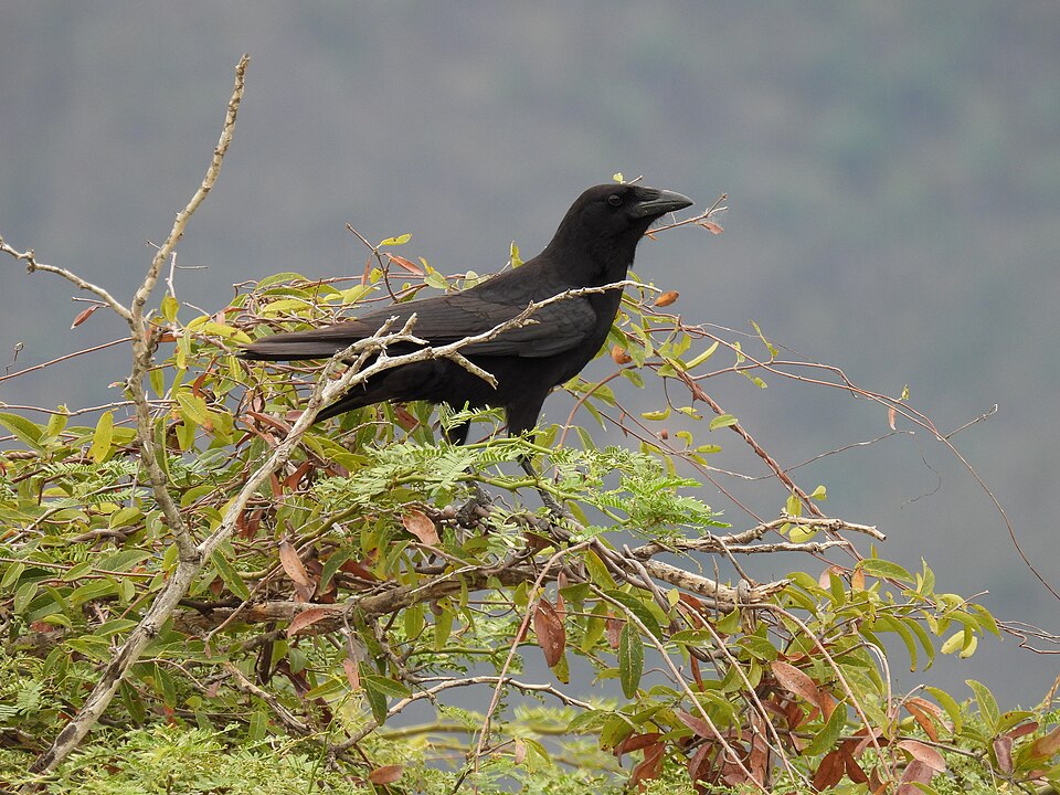 Palm Crow