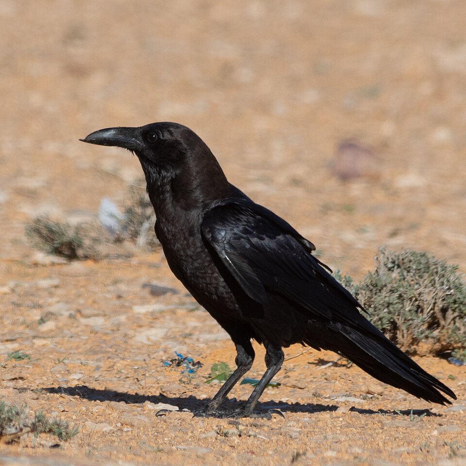 Brown-necked Raven