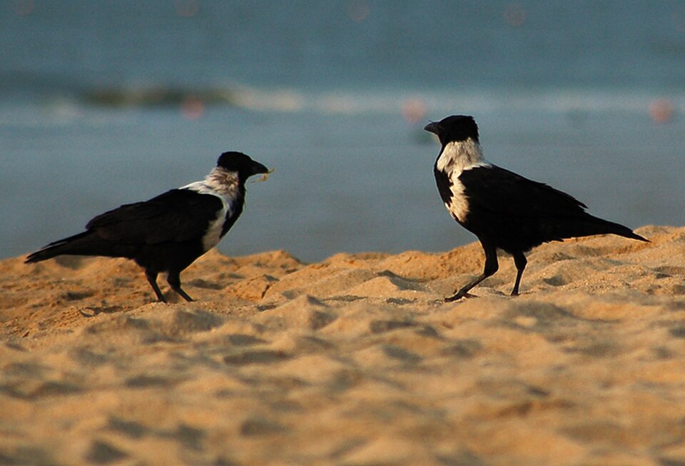 Collared Crow