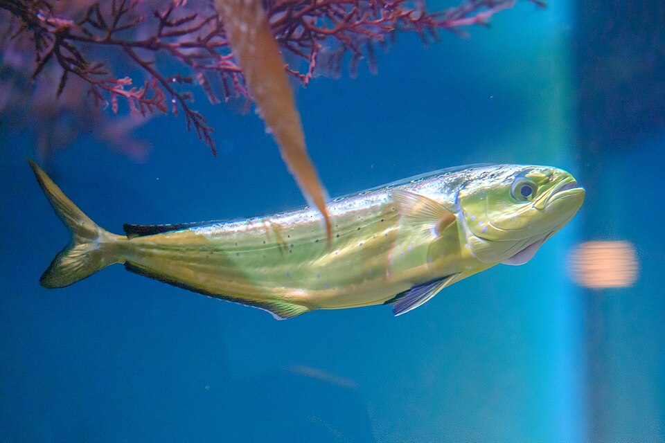 Common dolphinfish