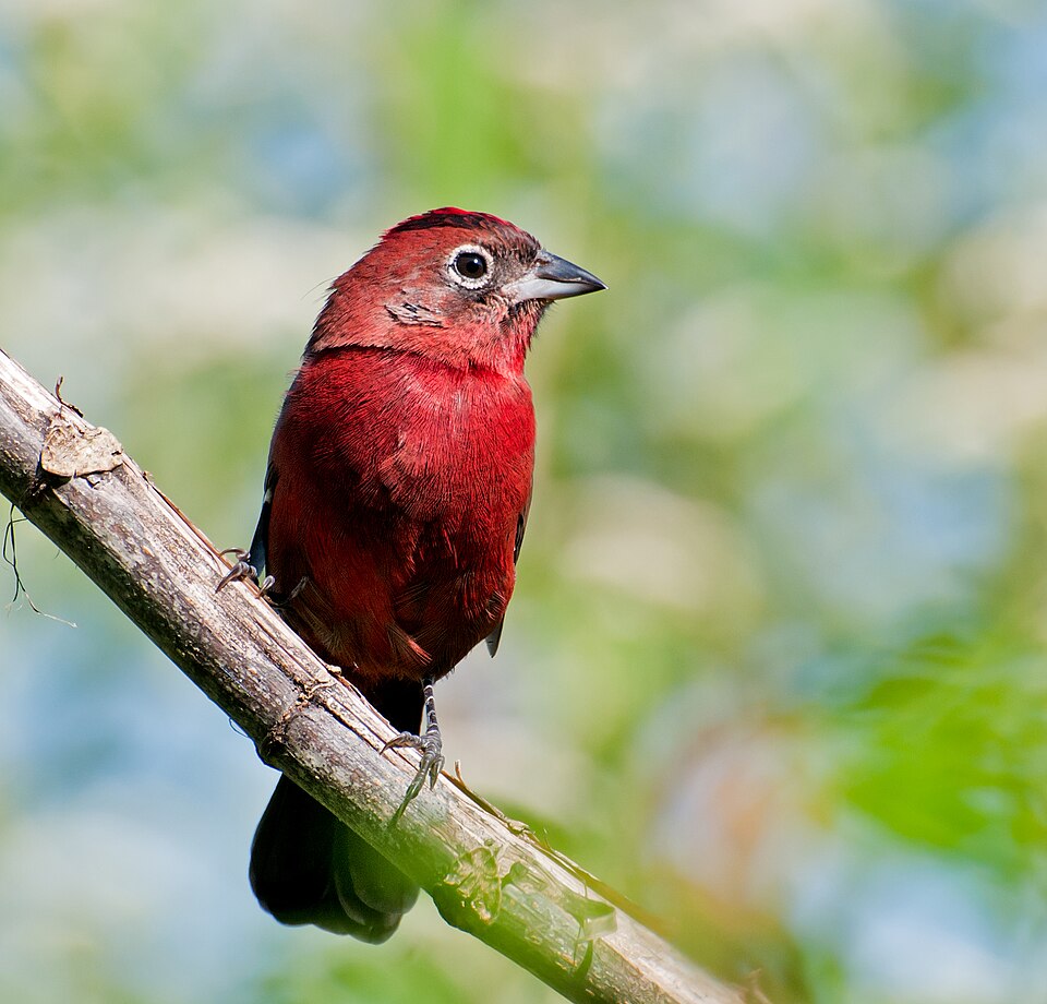 Red-crested Finch