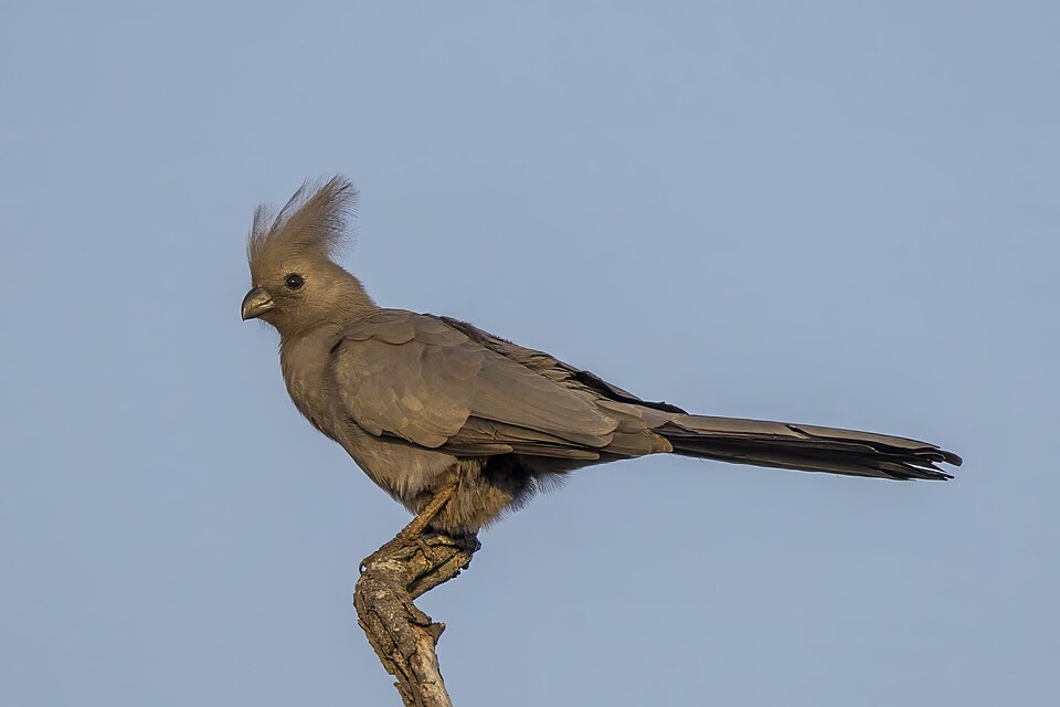 Gray Go-away-bird