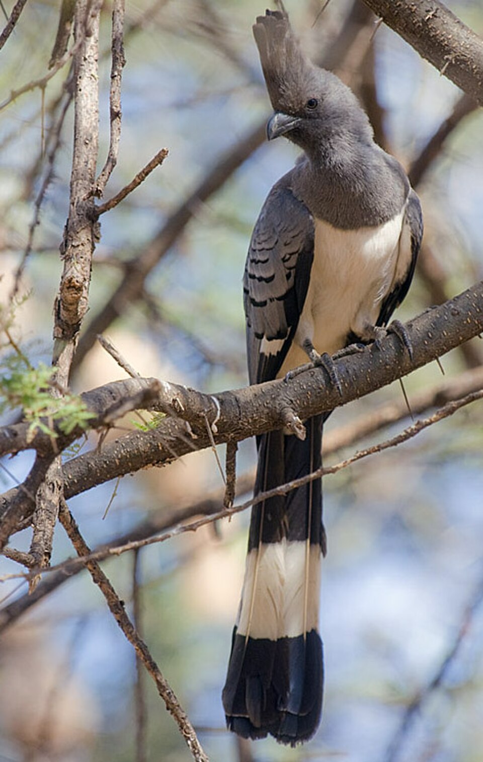 White-bellied Go-away-bird