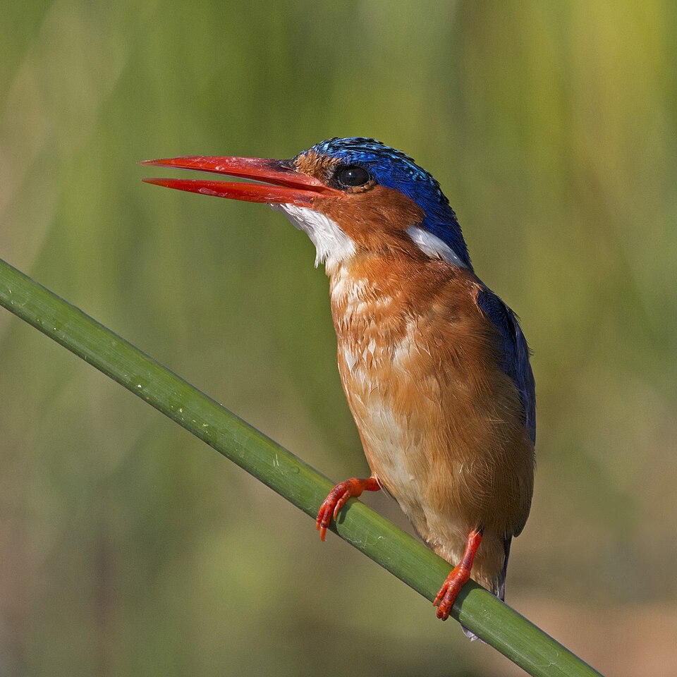 Malachite Kingfisher