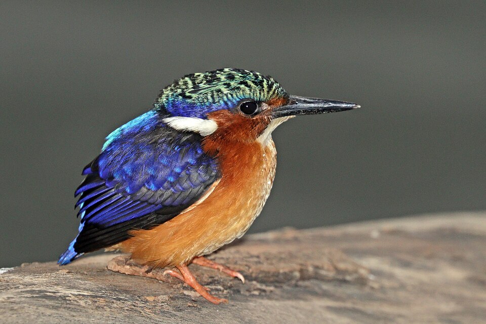 Malagasy Kingfisher