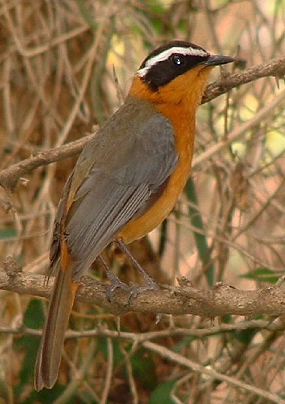 White-browed Robin-Chat