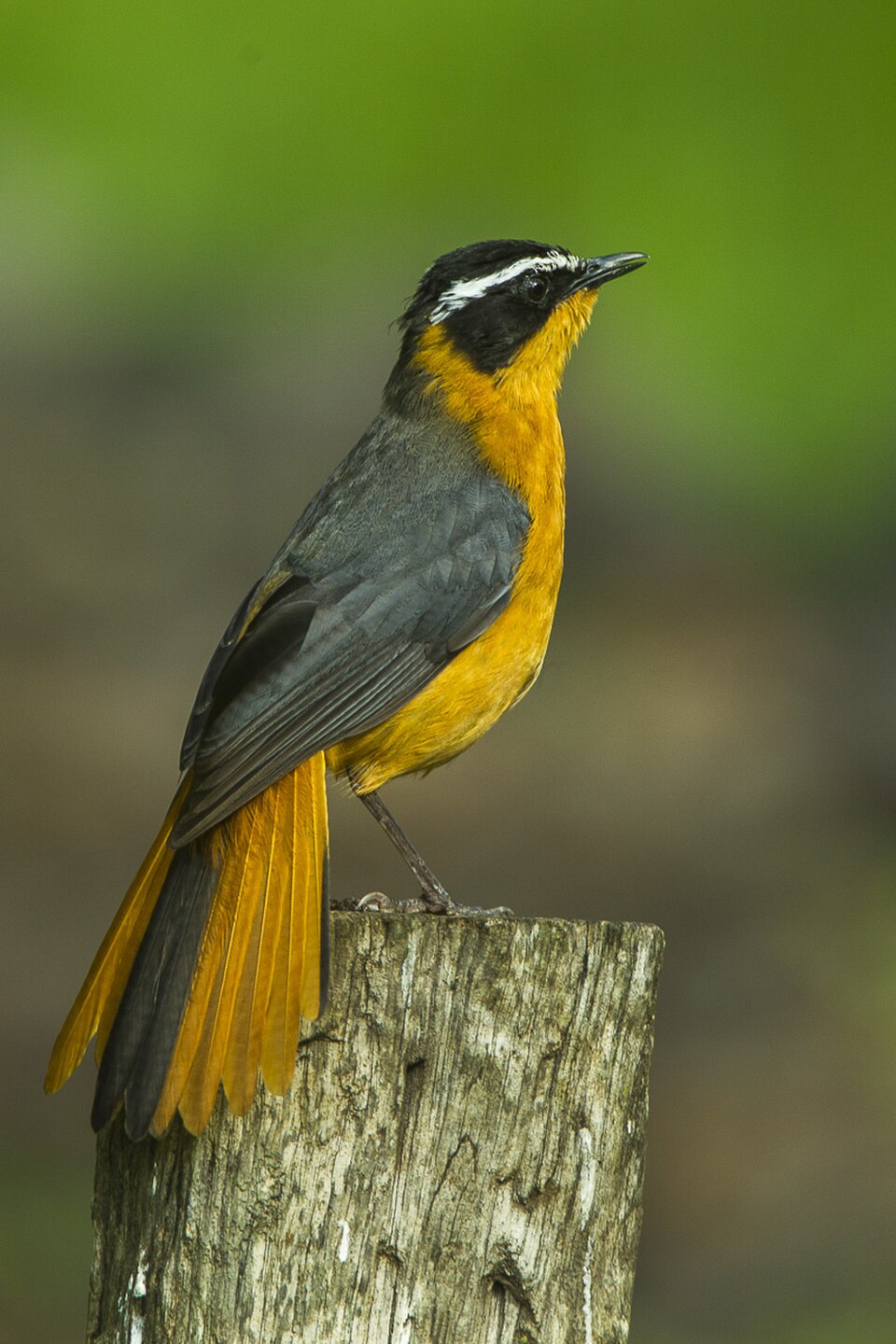 Rüppell's Robin-Chat