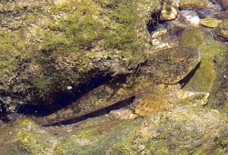 Bullhead