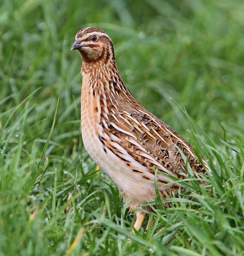 Common Quail