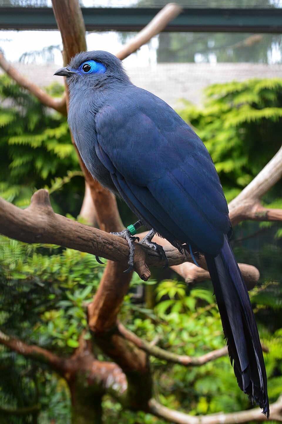 Blue Coua