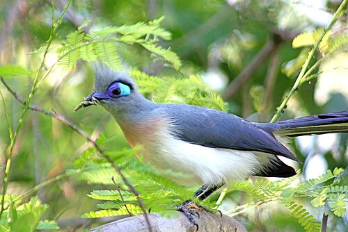 Crested Coua