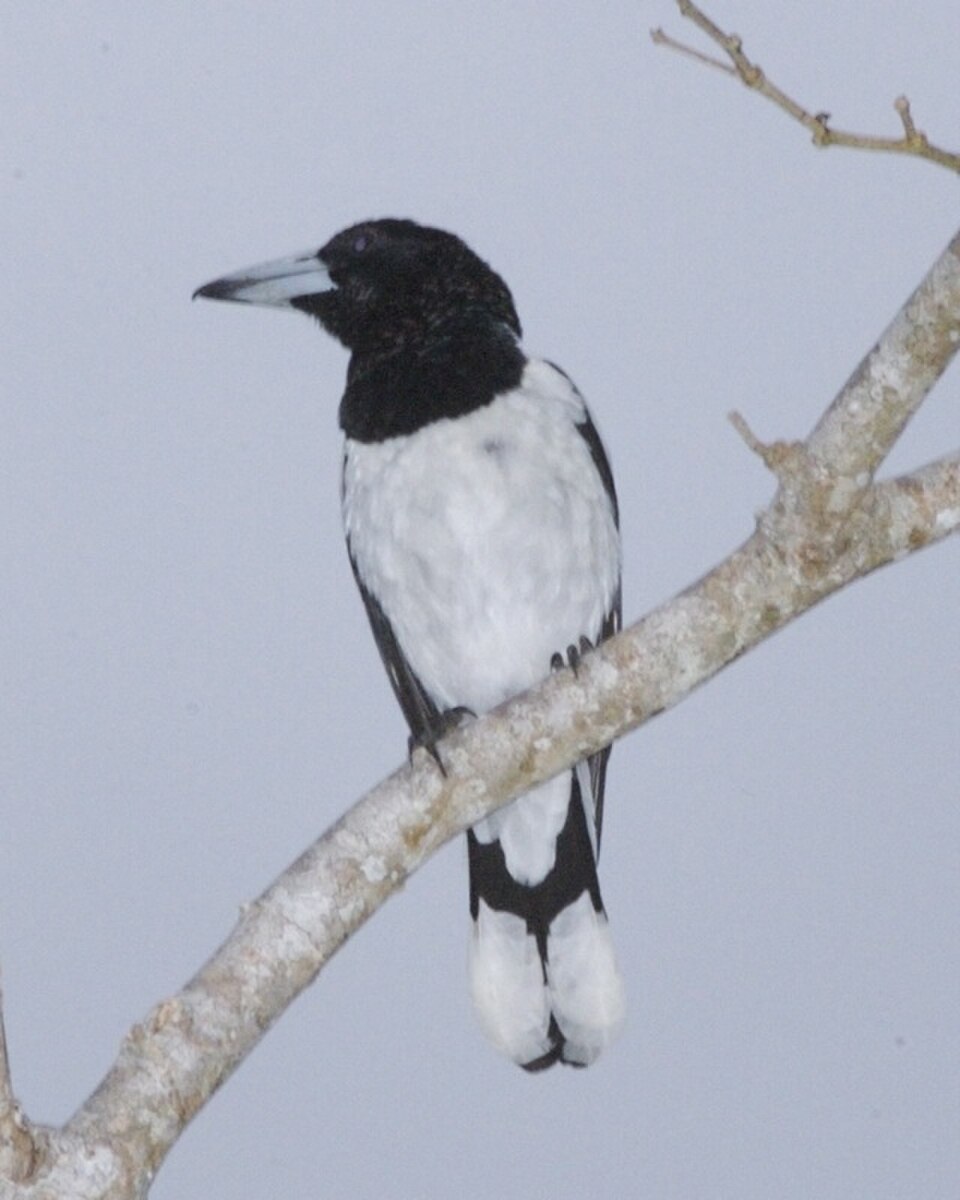 Hooded Butcherbird