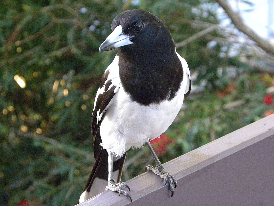 Pied Butcherbird