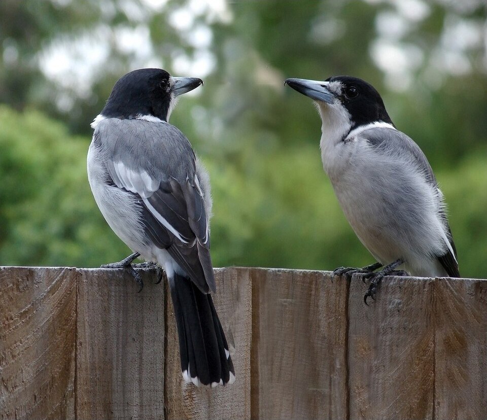 Gray Butcherbird
