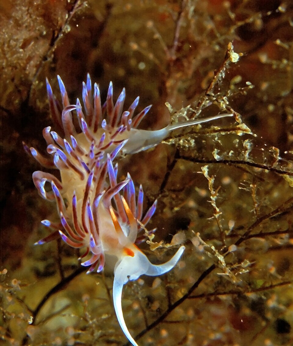 Cratena Slug
