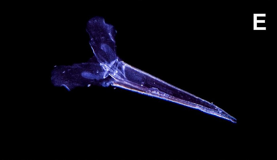 Straight Needle-Pteropod