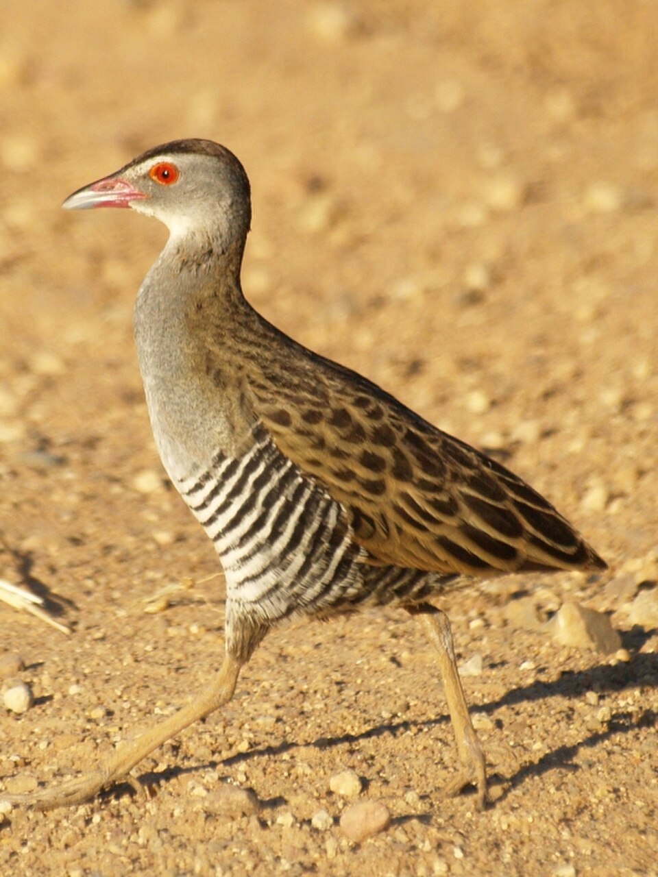 African Crake