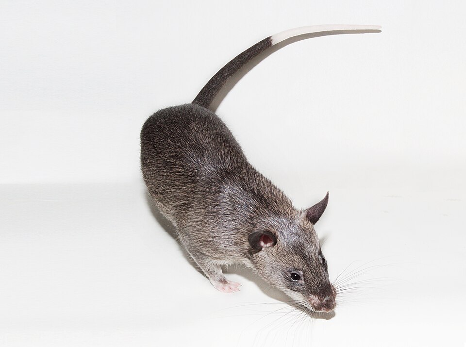 Gambian Rat