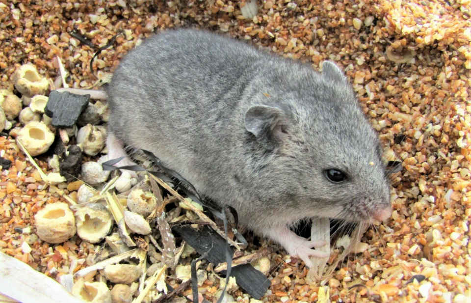 Gray Dwarf Hamster