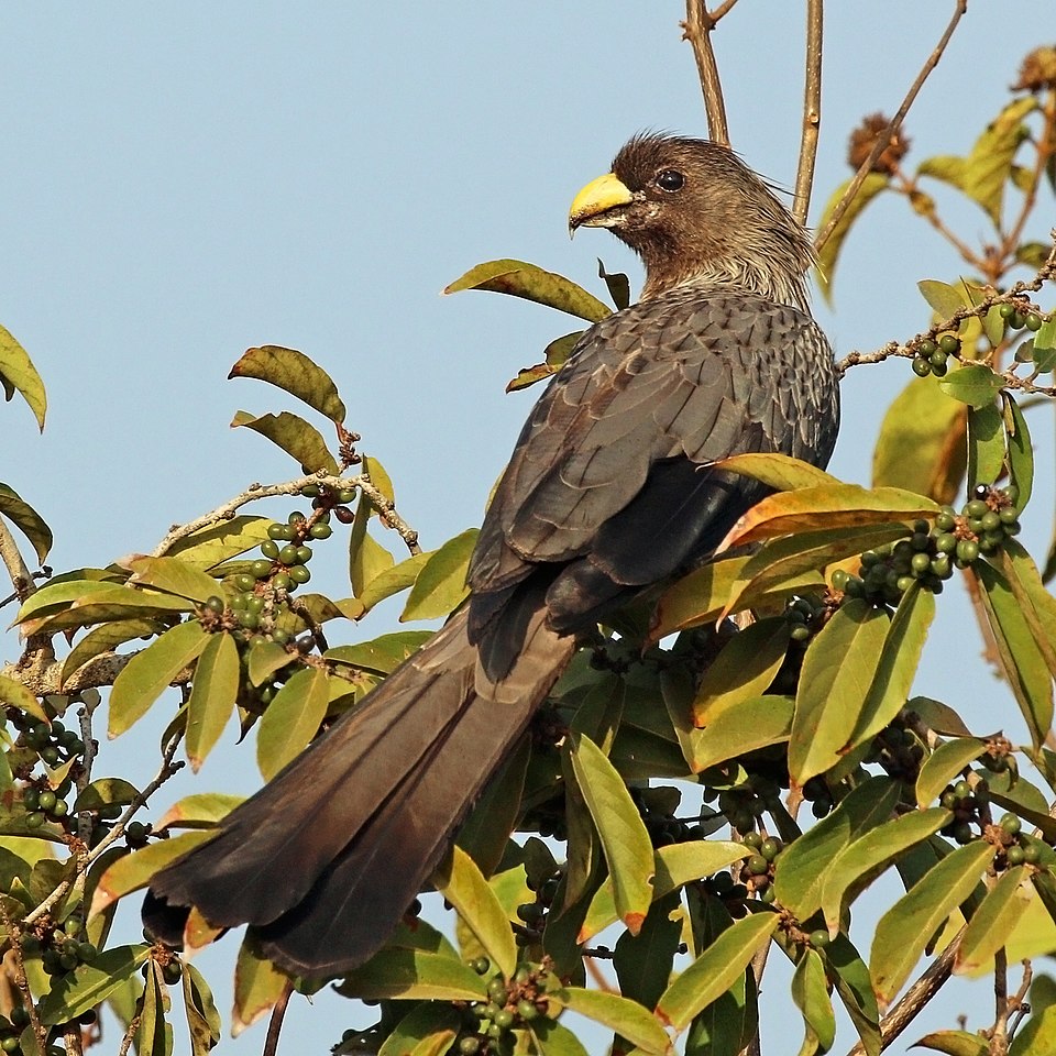 Western Plantain-eater