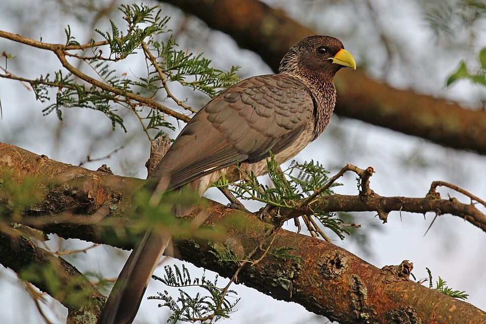 Eastern Plantain-eater