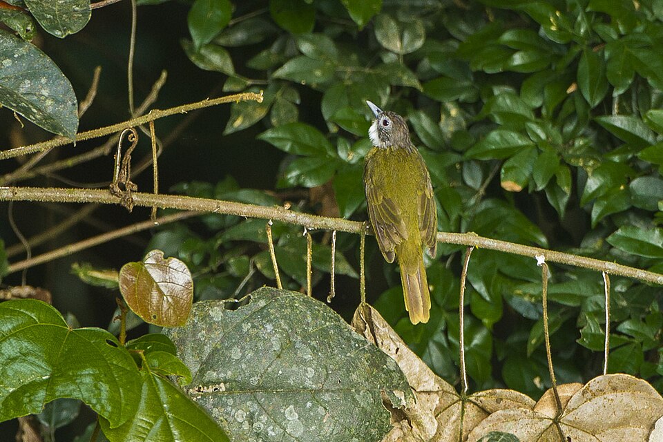 Red-tailed Greenbul