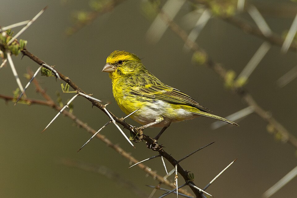 White-bellied Canary
