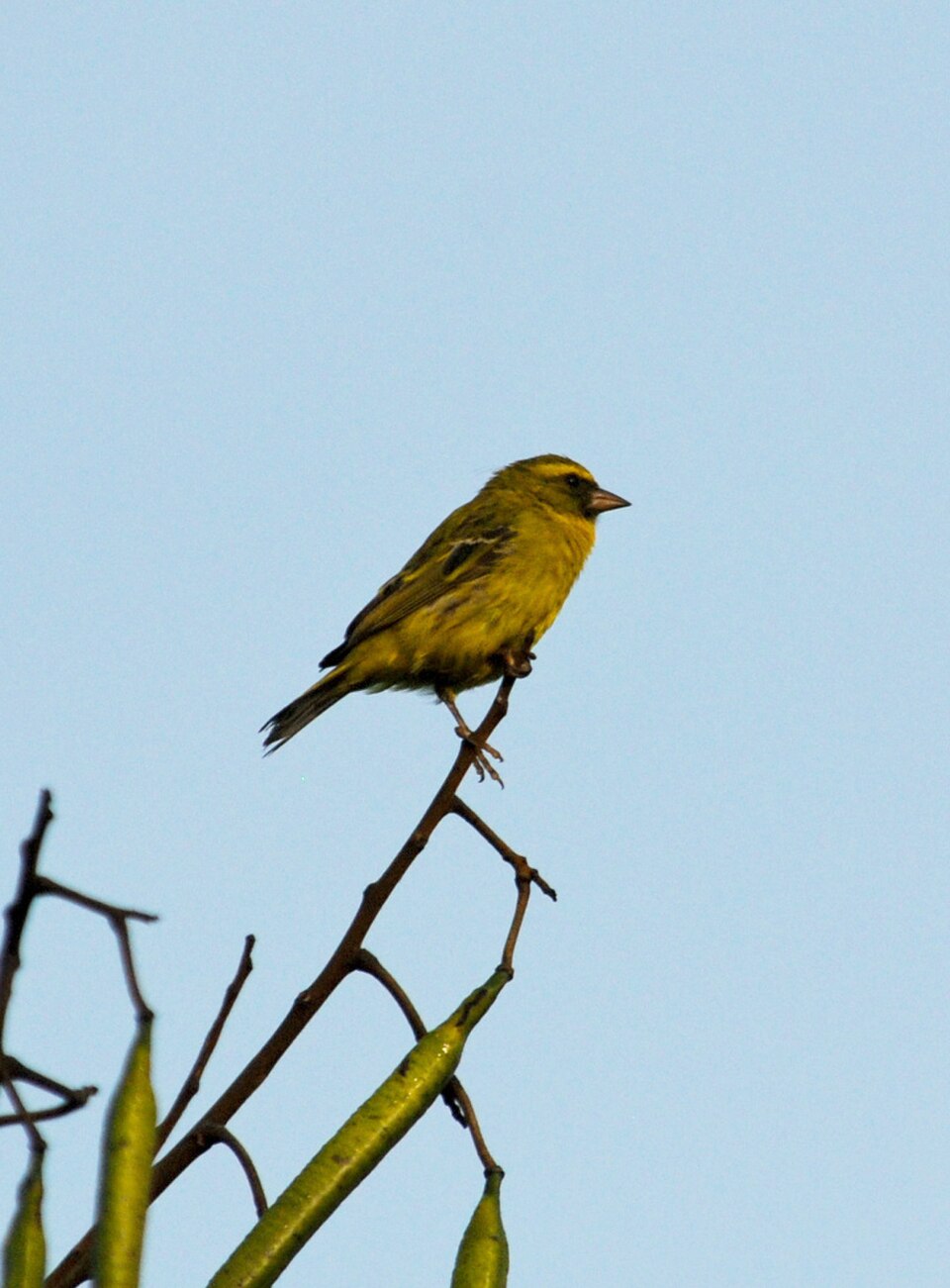 Western Citril