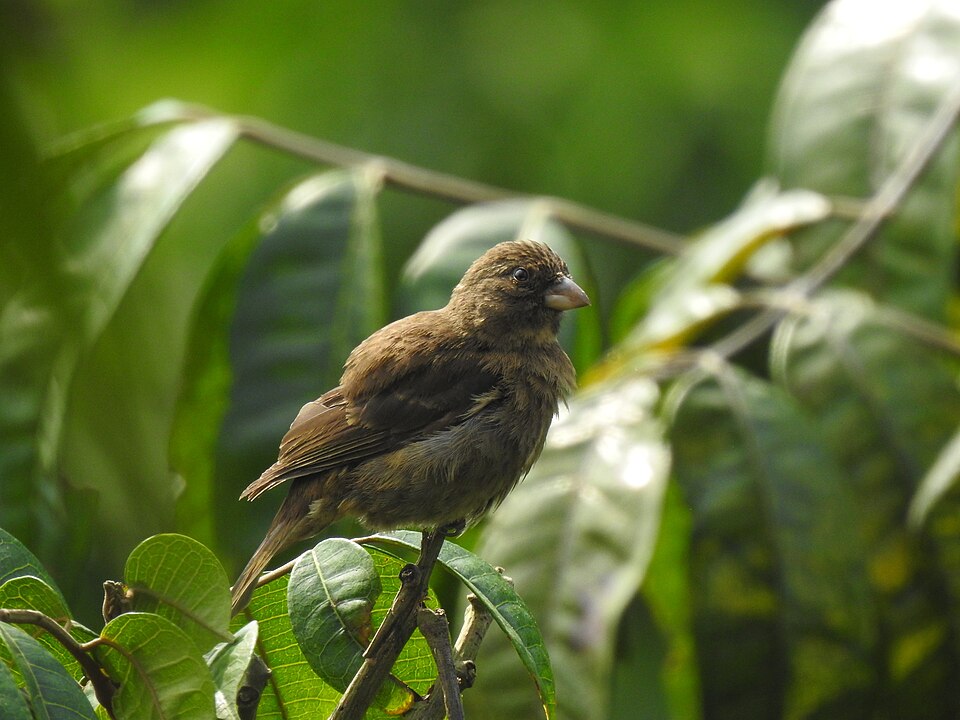 Principe Seedeater
