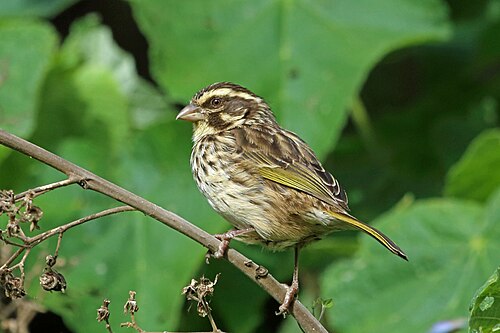 Streaky Seedeater
