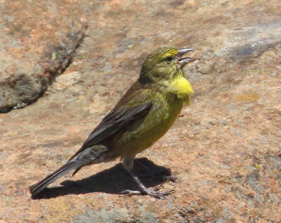 Drakensberg Siskin