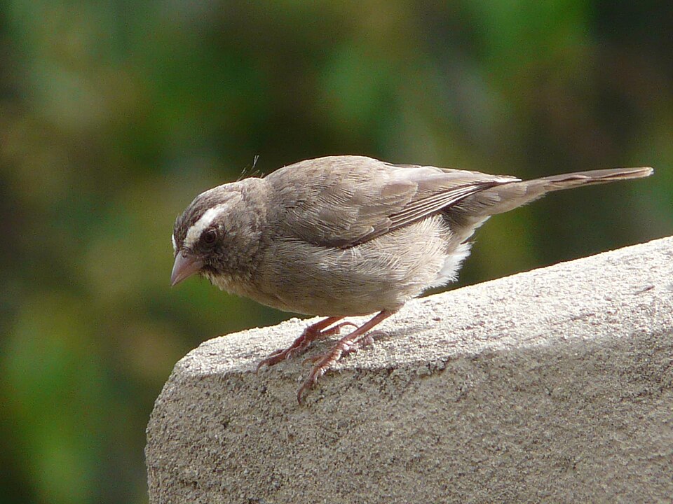 Brown-rumped Seedeater