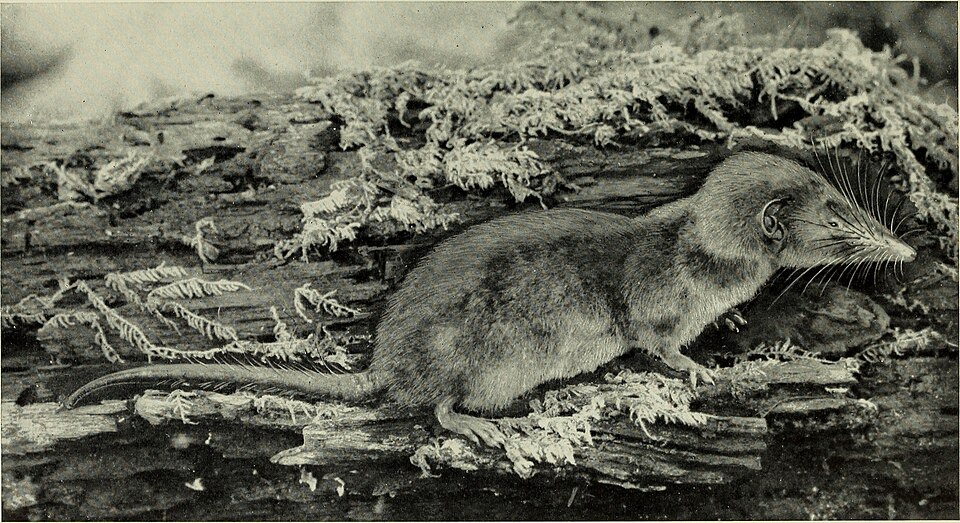 African giant shrew
